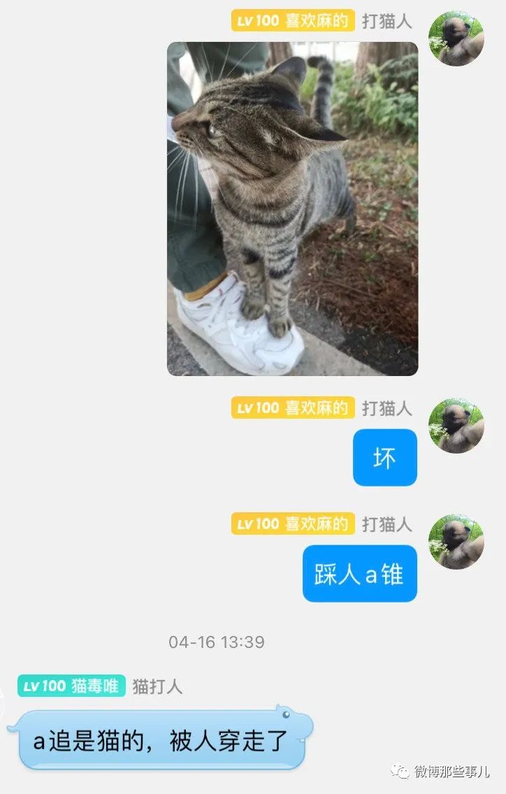 猫猫狂热粉是怎么给猫咪的过分行为洗白的，这战斗力太强了